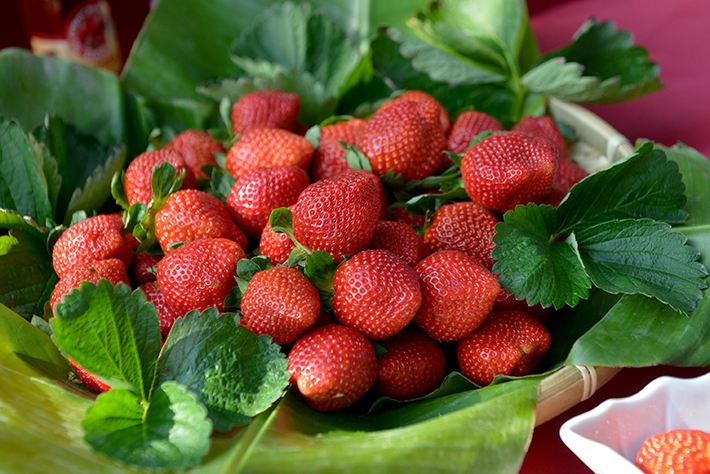The Miaoli Dahu strawberry, which is widely loved by the Chinese people, has officially entered the harvest season