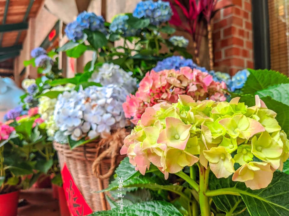 Miaoli’s beautiful hydrangeas are blooming now in the warm spring 
