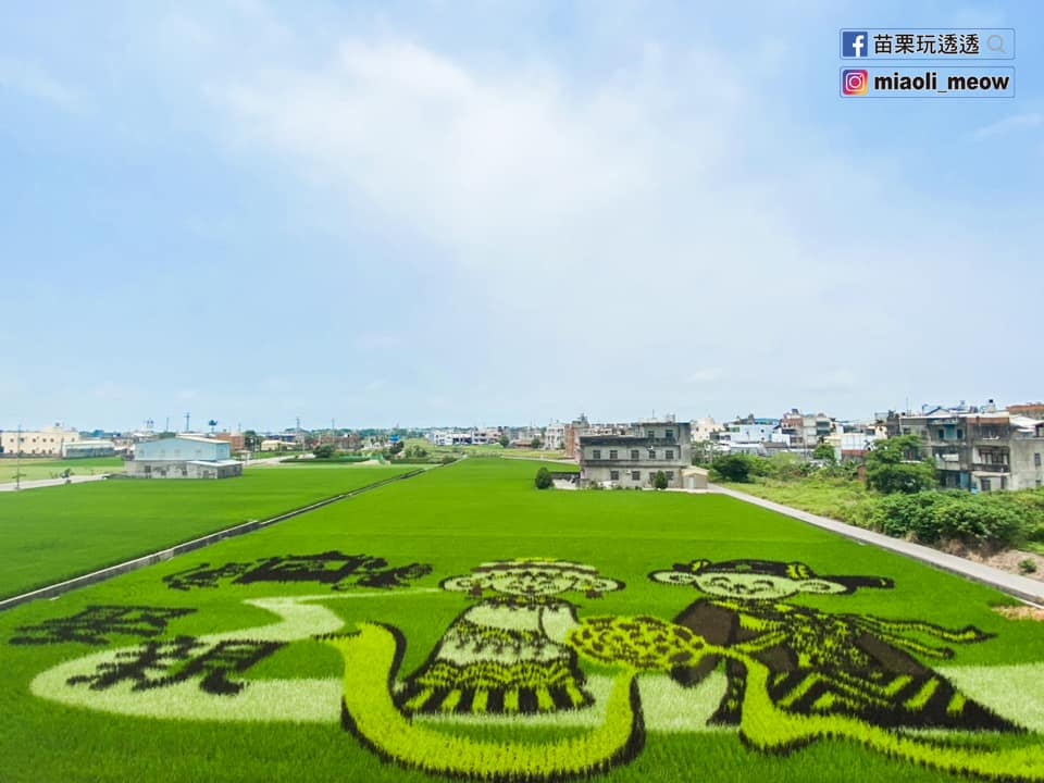 Yuali makes an impressive “mice’s wedding” painting in a rice field 