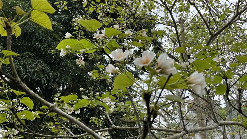 苗栗銅鑼の桐の花が満開