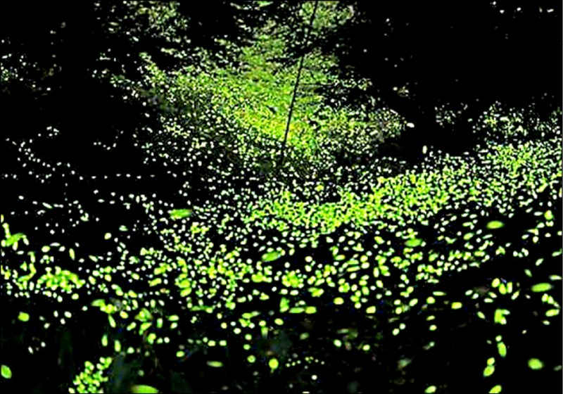 苗栗縣大湖鄉大窩地區因保有原始風貌，入夜後，螢火蟲滿天飛，令人驚艷