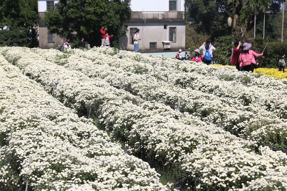 Tongluo welcomes visitors with chrysanthemum and taros 
