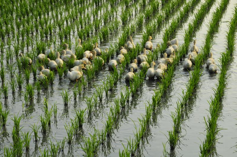 山水米有機稻場
