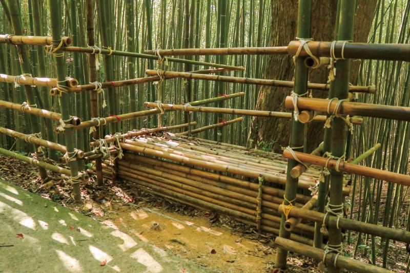 Wugayan Bamboo Forest
