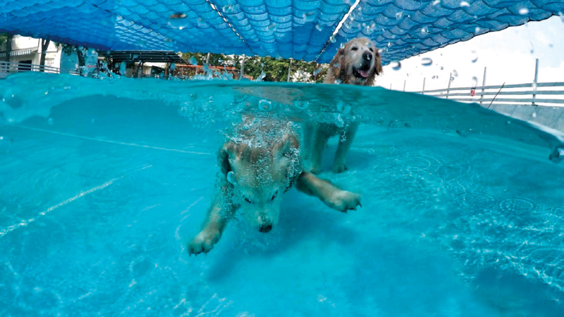 犬の水の世界
