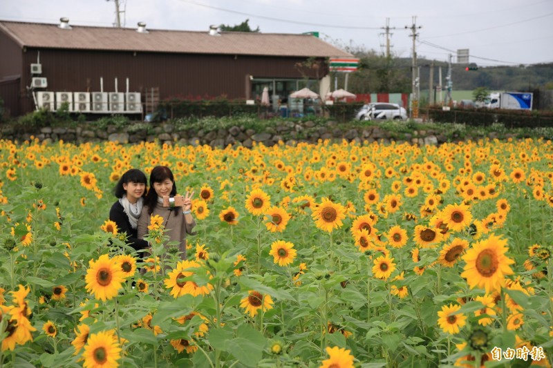 南庄向日葵花綻放金黃色花海迎遊客 苗栗文化觀光旅遊網