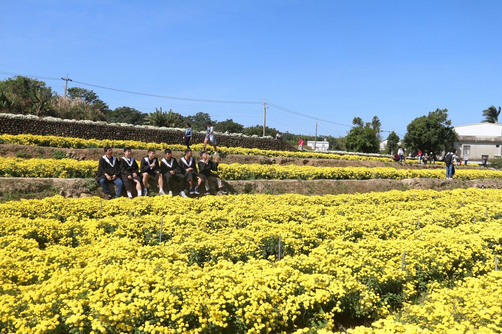 銅鑼 菊とタロイモ祭りスタート 満開の花畑で皆様をお迎えします 苗栗文化観光旅行サイト