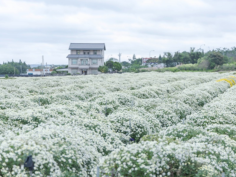 苗栗寶哥農園花況超美｜杭菊雪白＋金黃雙色花海 仙度爆表！