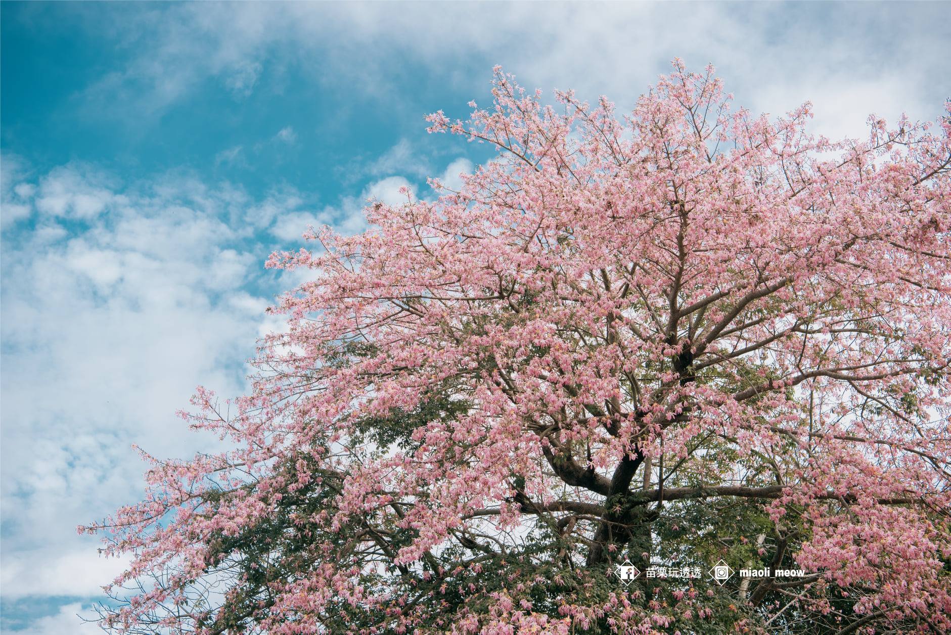 粉色艷麗的花朵掛滿枝頭