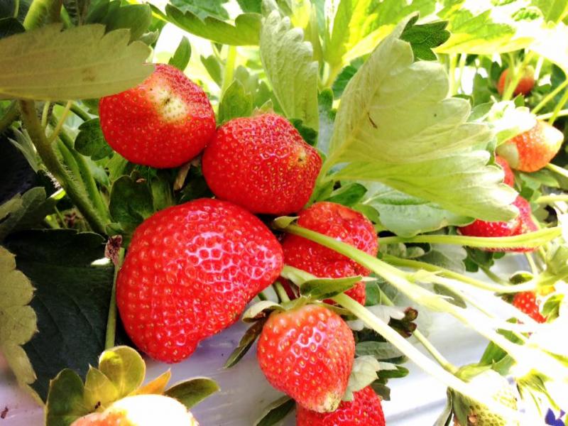 苗栗「豐樂草莓園」能感受到草莓大豐收的樂趣。