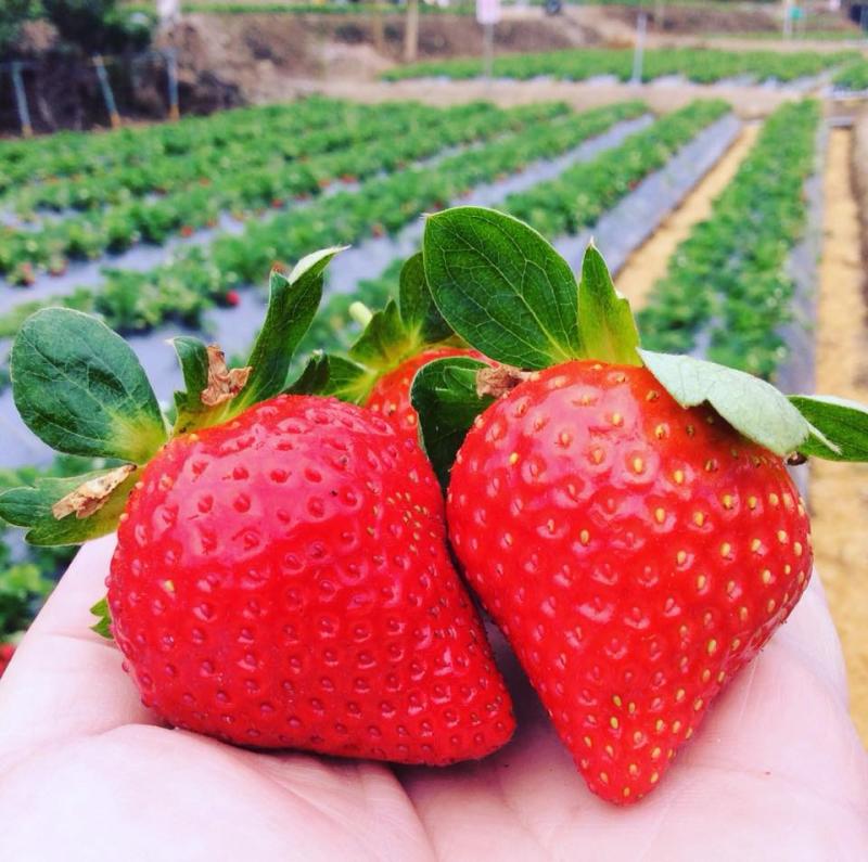 「公主草莓園」引山泉水種質的小邦高冷草莓。
