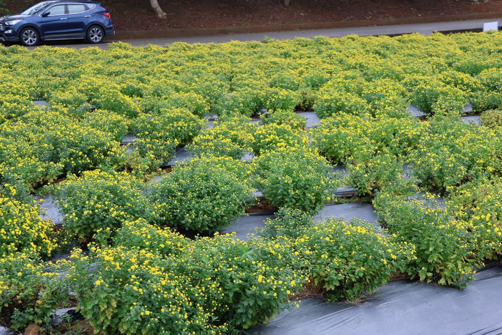 銅鑼杭菊花季登場