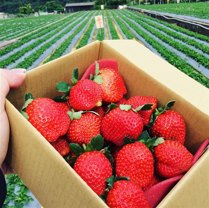 大湖草莓季從每年11月開始直至隔年4月