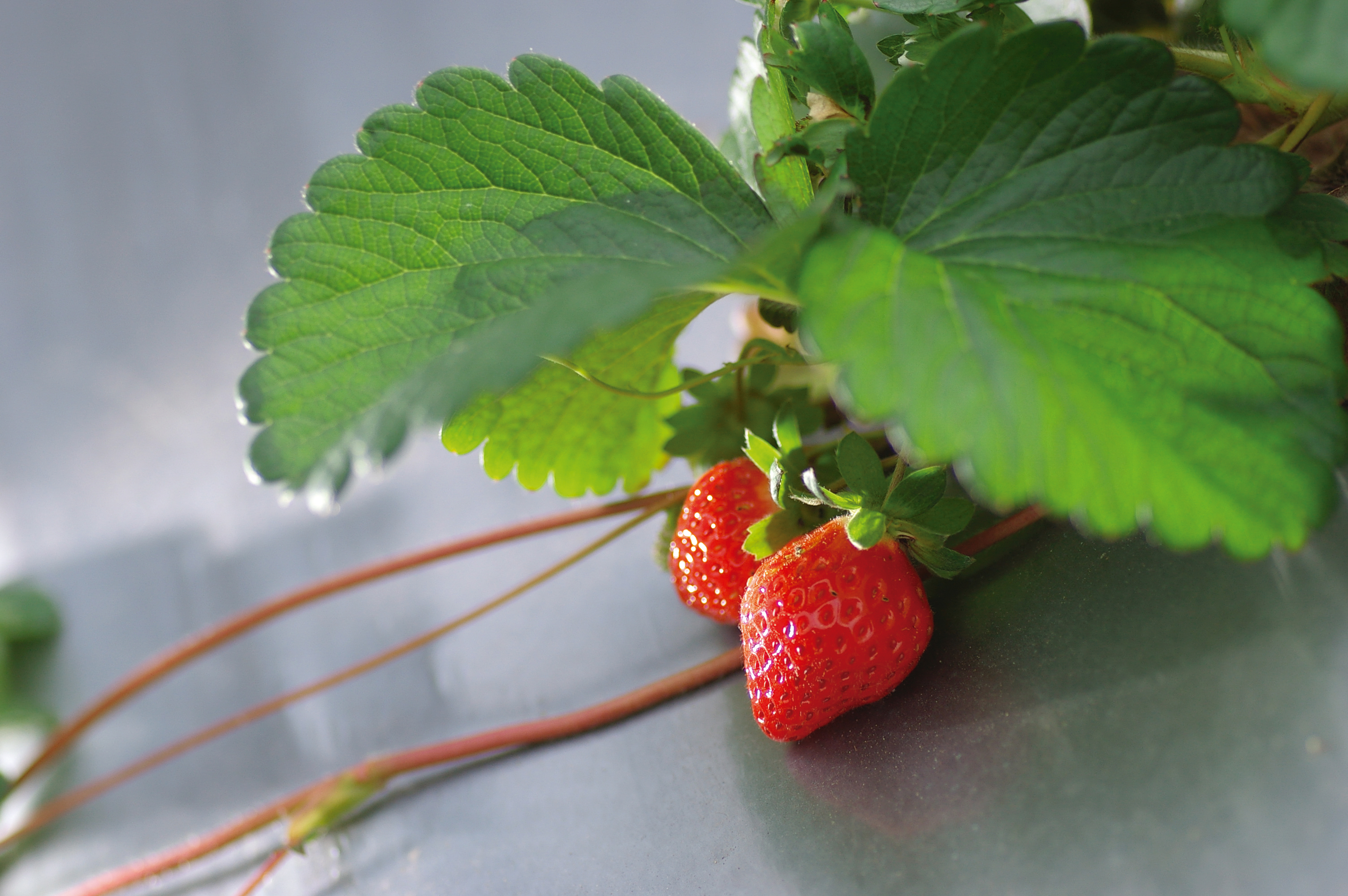 December is the strawberry month in Dahu