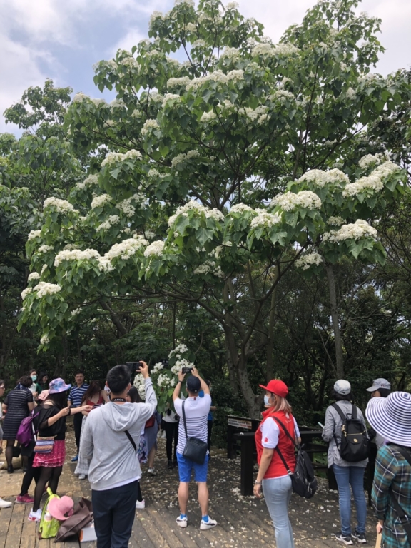 Every year, from April to May, visitors can watch blooming Tung flowers in Miaoli’s 18 counties and townships.