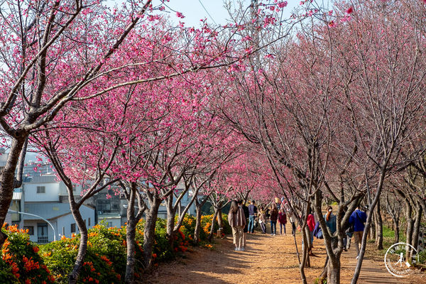 「炮仗花海公園」的最上層是桃紅色的山櫻花小徑。