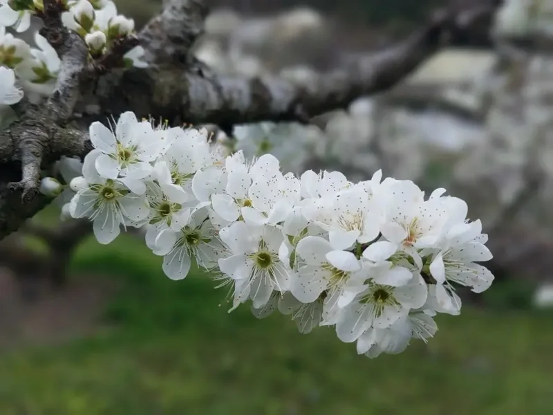 二月春雪-李花