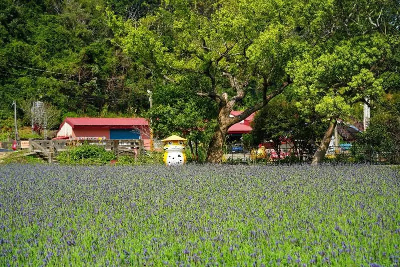 今年首度亮相的「薰衣草秘境」正迎來最美滿開時刻