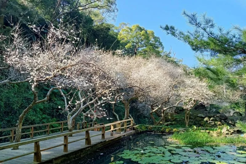 位於苗栗縣苑裡鎭的華陶窯，已進入梅花季。