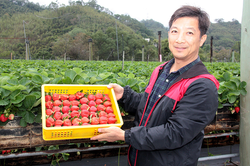 台三線獅潭122K「生光草莓園」，詹姓園主的高架草莓栽種區及碩大的香水草莓。