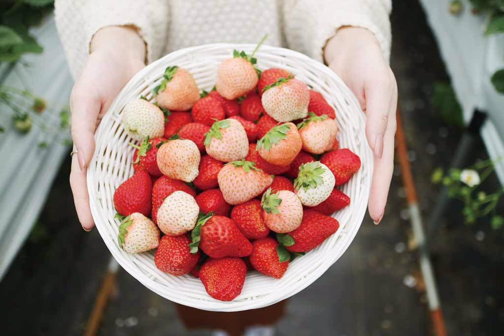 大湖鄉馬那邦休閒農業區，出產的高山草莓非常鮮紅香甜，是苗栗縣內優質的高山草莓產區