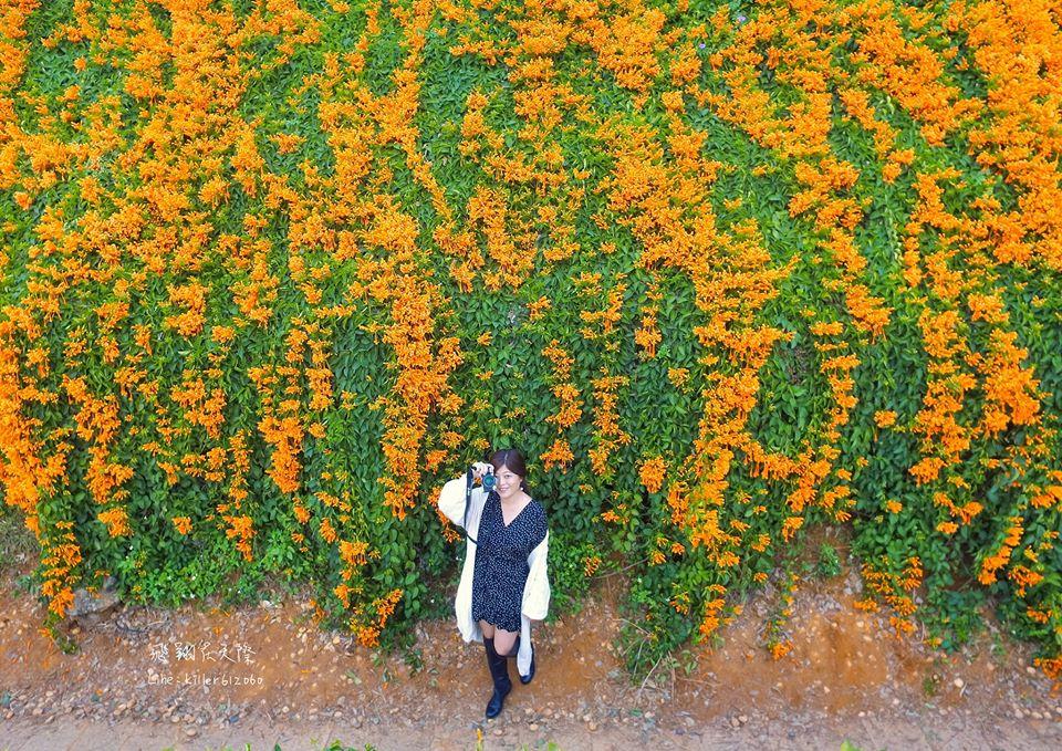 Orange trumpetvine flowers are blooming in Miaoli