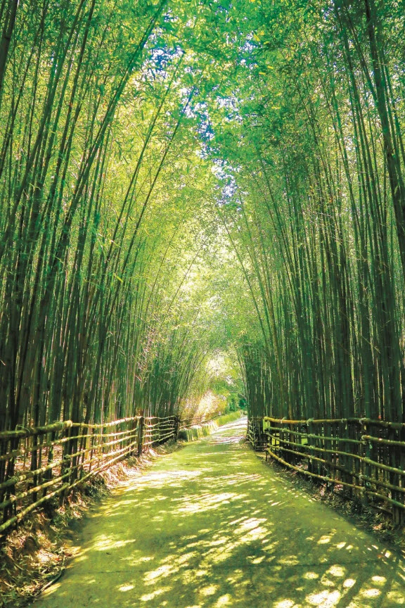 媲美日本京都嵐山的竹林秘境「烏嘎彥竹林」
