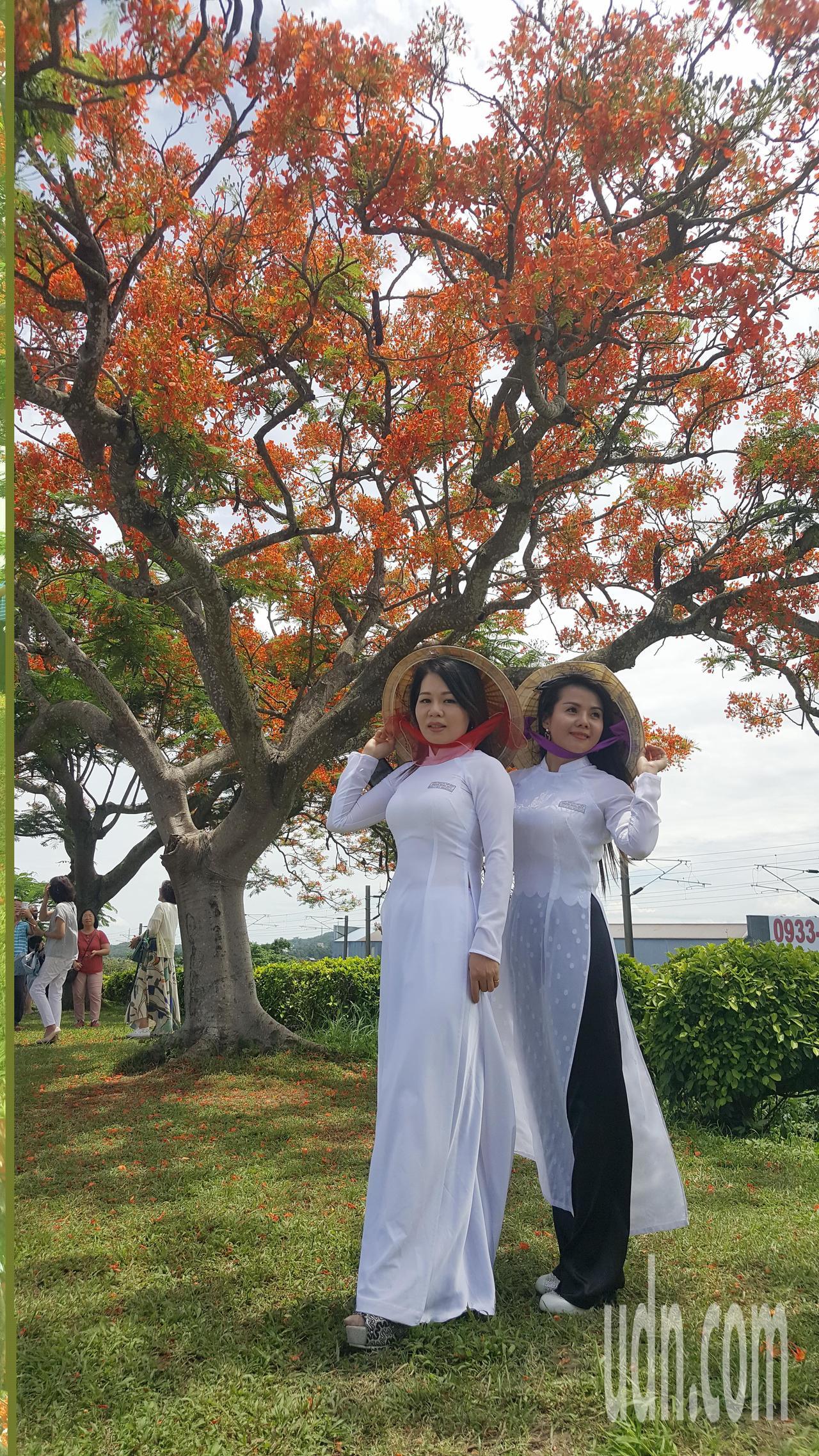 嫁來台灣十多年的越南新住民黃怡倫(右)和范氏嬌(左)穿傳越南國服，到造橋鳳凰木拍照，紅白對比尤其醒目。