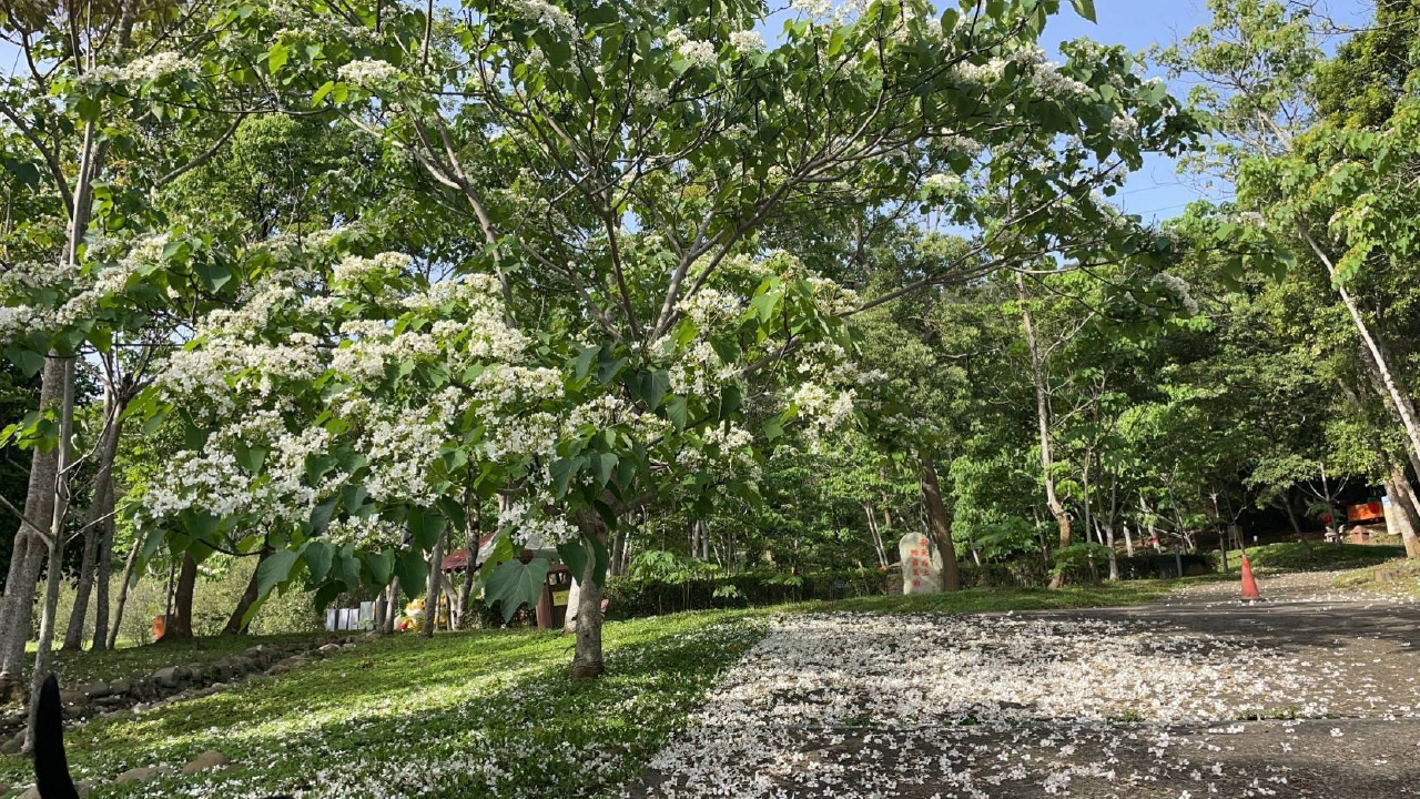 姜太公客家大院桐花季