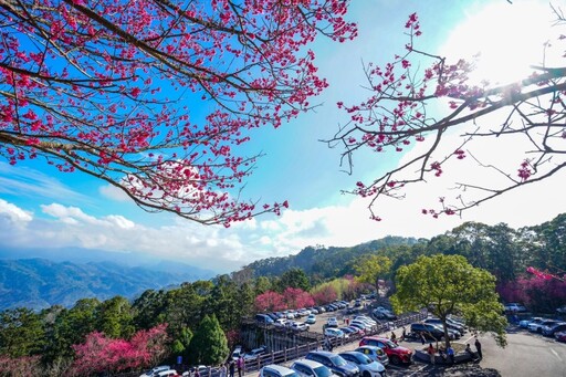 專屬賞櫻步道，零距離感受櫻花魅力