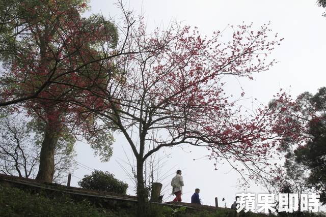 從瞭望台往下方雲洞山莊步道，已有櫻花盛開景致。吳傑沐攝