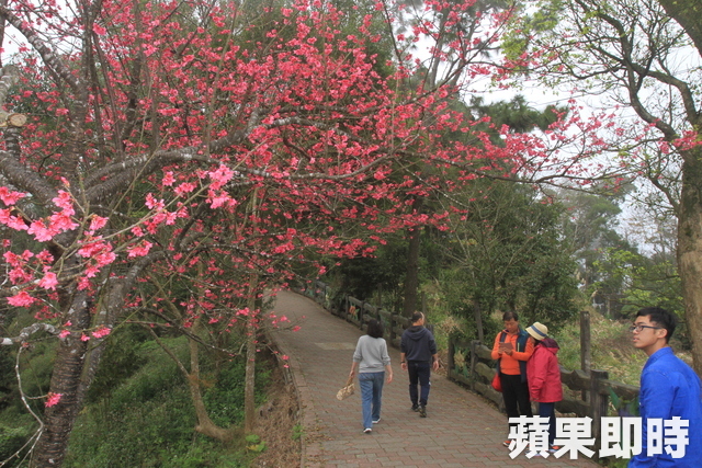 從瞭望台往下方雲洞山莊步道，櫻花已盛開。吳傑沐攝