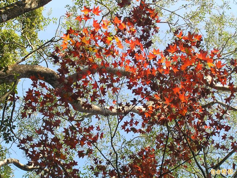 最近天氣轉冷，苗縣大湖鄉馬那邦山楓葉逐漸轉紅