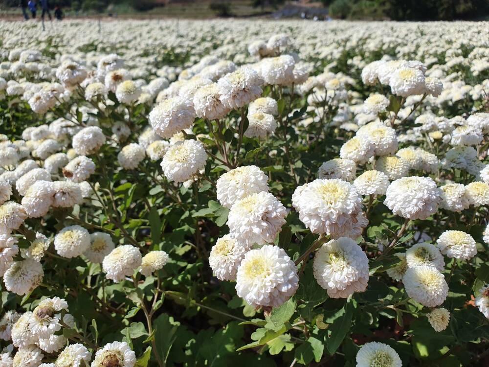 白や黄金色の菊の花