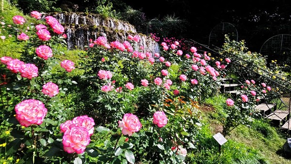 歐風莊園裡有上萬株玫瑰