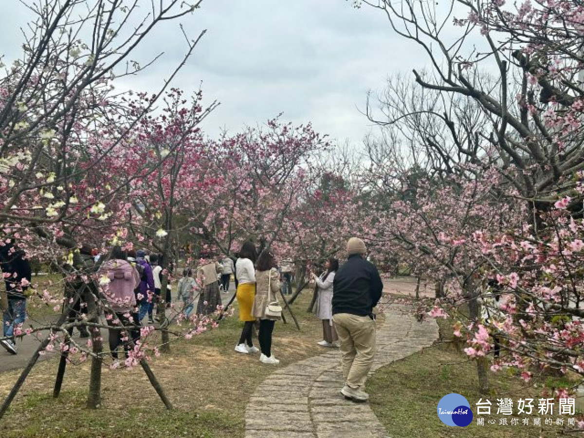 泰安櫻花季