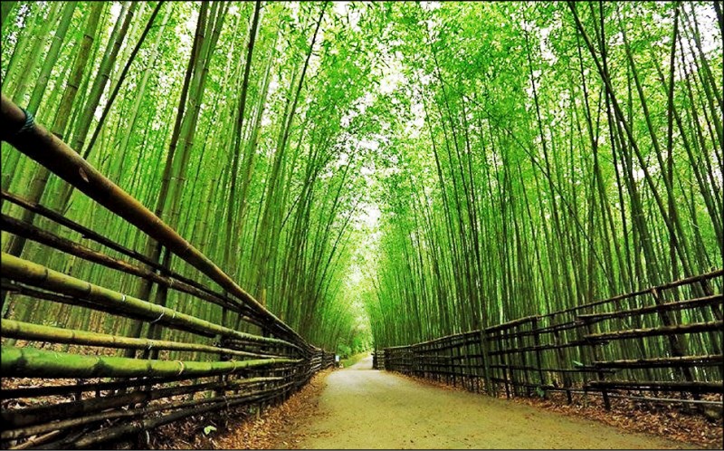 泰安鄉有不少竹林秘境景致美麗，但小心道路路幅較窄。