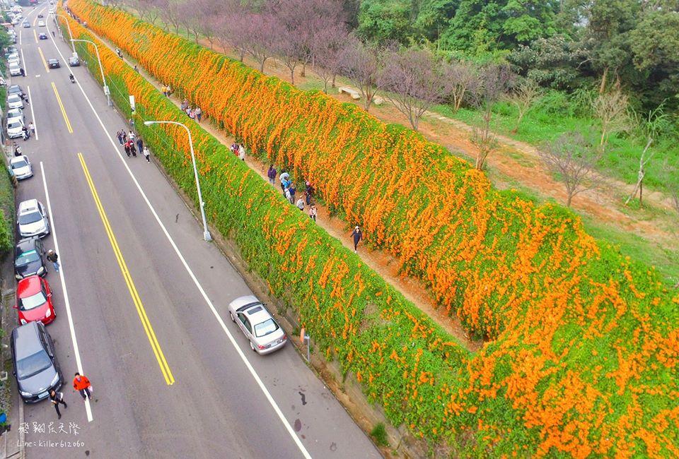 綿延數百公尺的橘黃色花海步道，還能欣賞到粉嫩櫻花盛開。（圖／飛翔在天際提供）