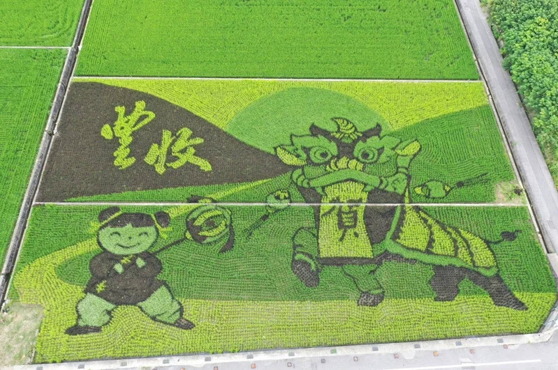 苑裡鎮農會二期作推出「歡慶豐收」主題的稻田彩繪。