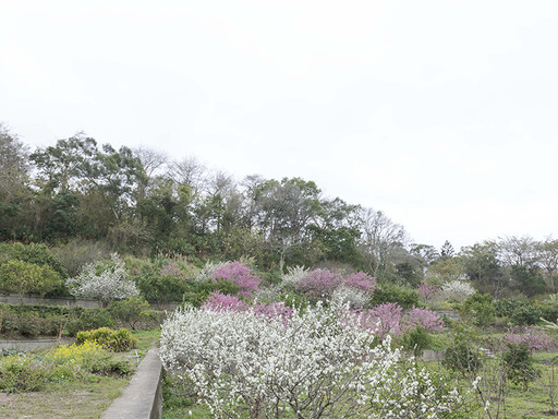 苑裡隱藏版賞櫻景點