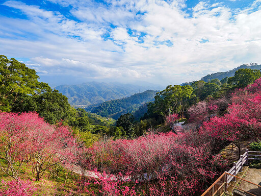 苗栗協雲宮步道五千棵櫻花大爆發美翻整座山頭！（圖：陳建龍提供）