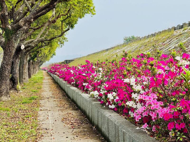 苗栗市經國路兩側杜鵑花綻放，晴天展現活力奔放。