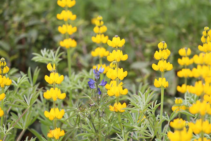 The lupine flower season is being promoted by the city government and Maoli Leisure Farm Area Development Association together. 