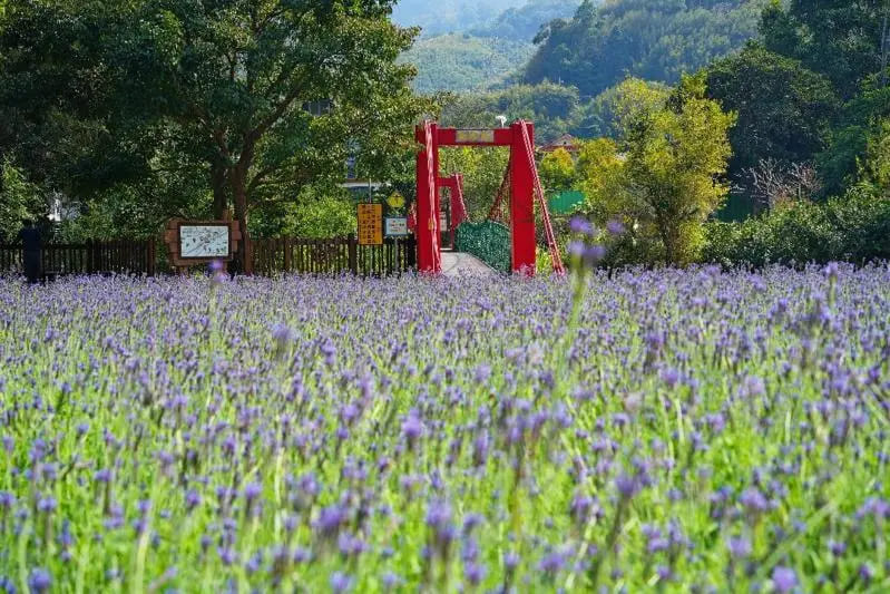 苗栗最新「薰衣草秘境」拍爆紫色浪漫地毯
