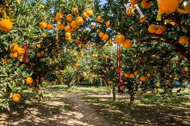 苗栗縣各大休閒農業區現正亦逢橘子成熟季節，歡迎民眾來趟踏青採橘之旅