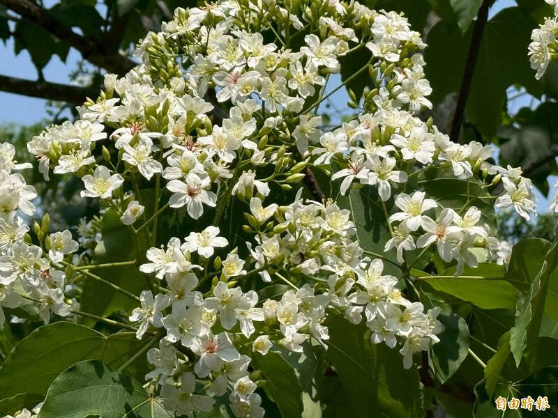 苗栗縣境內桐花逐漸盛開