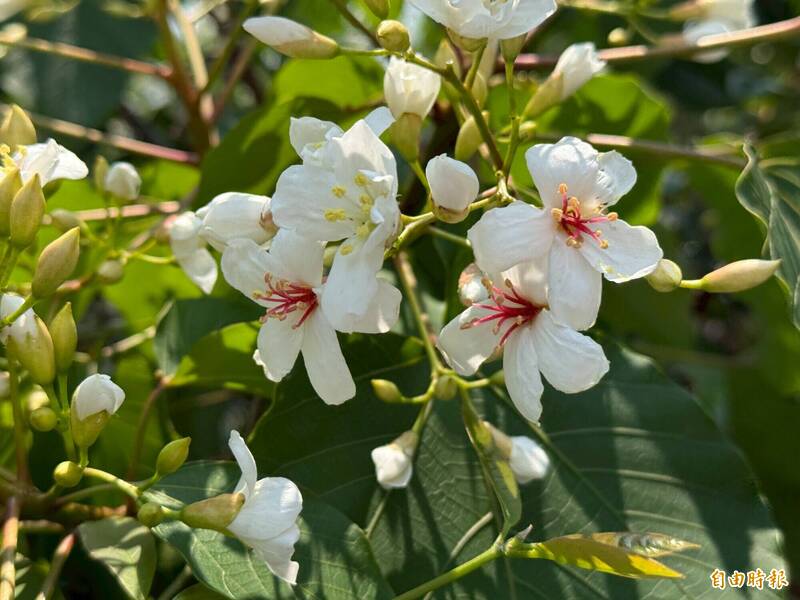 三義鄉公所邀請民眾一同體驗桐花之美