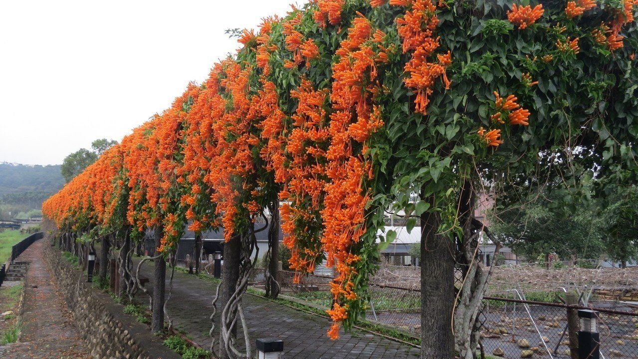 Blooming of Miaoli’s flamevine started early this year 