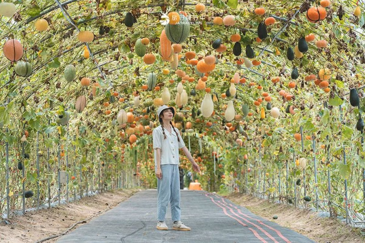 苗翔牧場「南瓜隧道」全長約一百多公尺，免門票就能參觀。