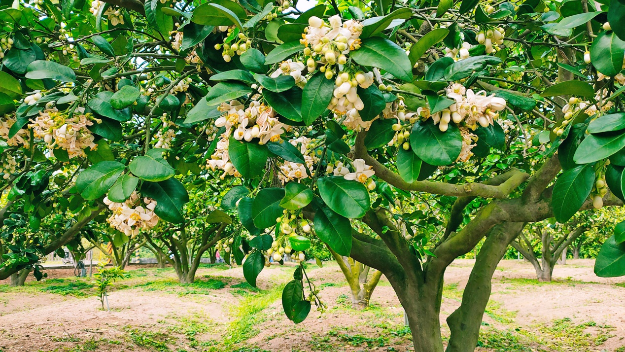 西湖柚子山每年3月中旬至4月中旬便會充滿柚花